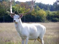 Het wild bij de camping.