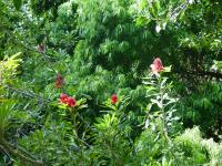 Bloemen in de Kirstenbosch National Botanical Garden