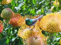 Een prachtig vogeltje op een even mooie bloem in de Kirstenbosch National Botanical Garden.
