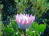 Prachtige roze bloem in de Kirstenbosch National Botanical Garden.
