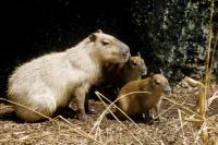 Het grootste knaagdier, de Capibara, in de Zoo Zürich.