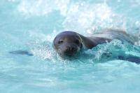 Een zeeleeuw in het aquarium van Quebec
