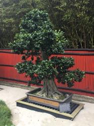 The Bonsai Tree
