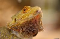 Real reptiles between the dino's in Planet Exotica.
