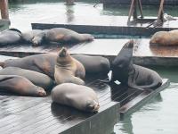 Zeeleeuwen op Fishermans Wharf!