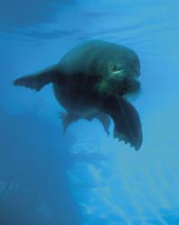 Een Zeeleeuw in het aquarium van Quebec