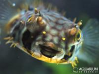 Striped Burrfish in het Aquarium van La Rochelle.