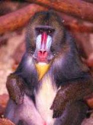Mandrill in de dierentuin van Toronto.