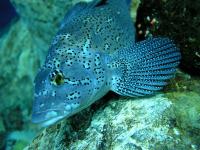 Een mooie vis in het aquarium van Quebec