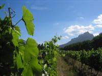 Natuur bij Stellenbosch.