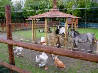 For the children: a nice petting-zoo.