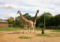 Giraffes in de dierentuin van Londen.