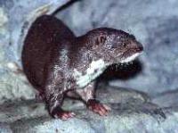 De gevlekte nek otter in de dierentuin van Toronto.