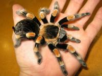 All kinds of spider are living the good life in Planet Exotica.
