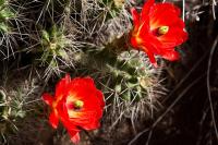 De Crimson Cactus bloem in volle bloei. 