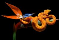 One of the beautiful snakes in Planet Exotica.