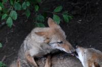 Wolfjes in de Zoo Zürich.